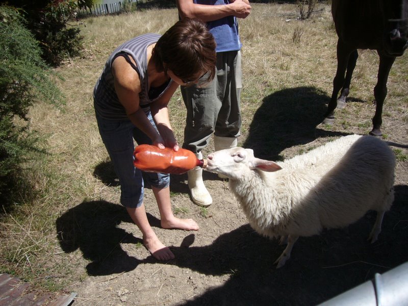 Thirsty sheep